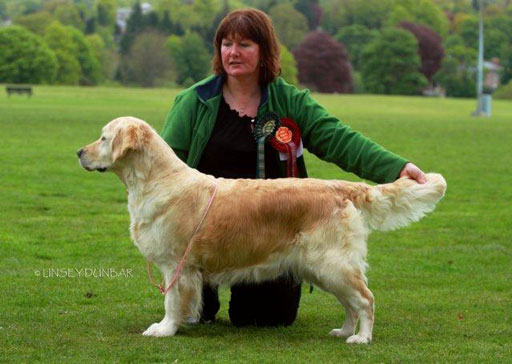 Respectable sales golden retriever